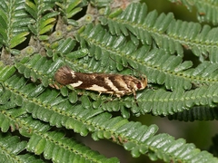 Macrobathra heminephela