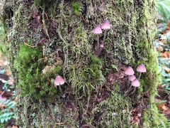Mycena bulliformis