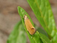 Delexocha ochrocausta