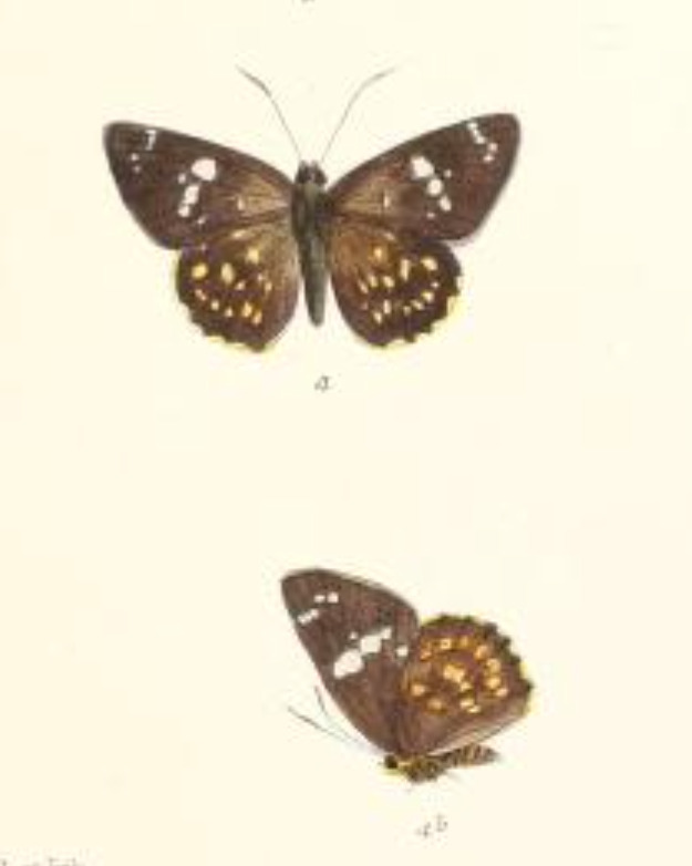 multi-spotted flat