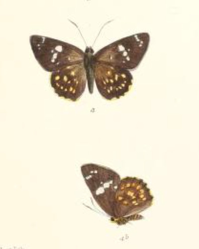 multi-spotted flat