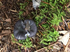 Entoloma serrulatum