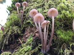 Mycena bulliformis