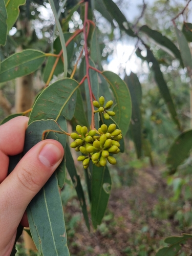 Darling Range Ghost Gum (Eucalyptus laeliae)