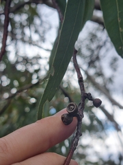 Eucalyptus laeliae, photograph (c) Malcolm Simard, some rights reserved (CC BY)