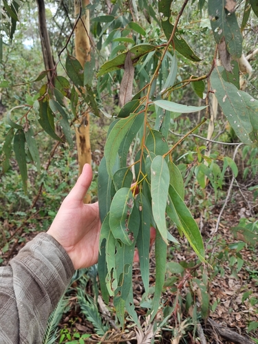 Eucalyptus laeliae, photograph 3