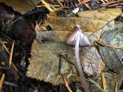 Mycena bulliformis