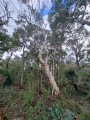 Eucalyptus laeliae, photograph (c) Malcolm Simard, some rights reserved (CC BY)