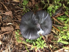 Entoloma serrulatum