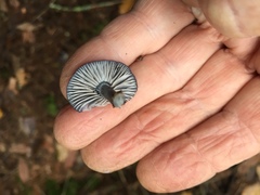 Entoloma serrulatum