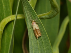 Hemibela
