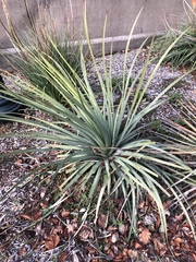 Hesperoyucca
