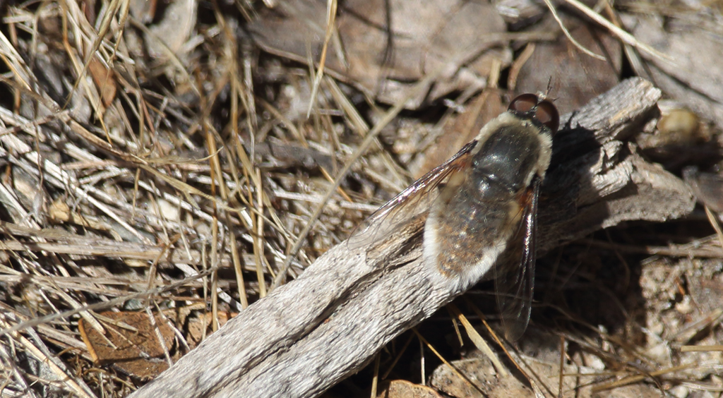 Aphoebantus chilensis