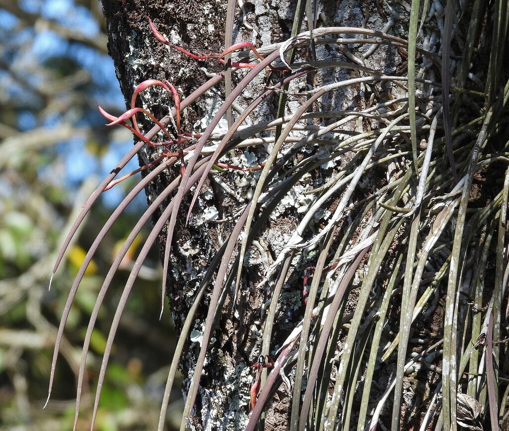 Brassavola tuberculata; photograph author not stated, no rights reserved