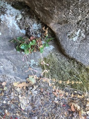 Penstemon humilis obtusifolius