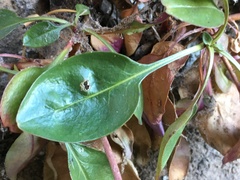 Penstemon humilis obtusifolius
