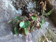 Penstemon humilis obtusifolius