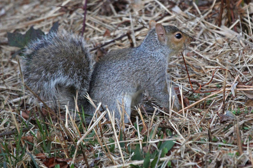 Eastern Gray Squirrel photographed in Rhode Island