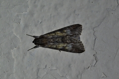 Melipotis acontioides