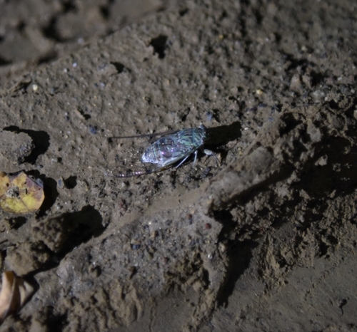 Autumn Cicada