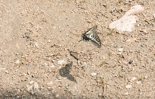 Chinese Yellow Swallowtail
