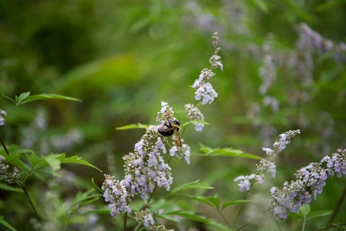 Appendiculate Carpenter Bee