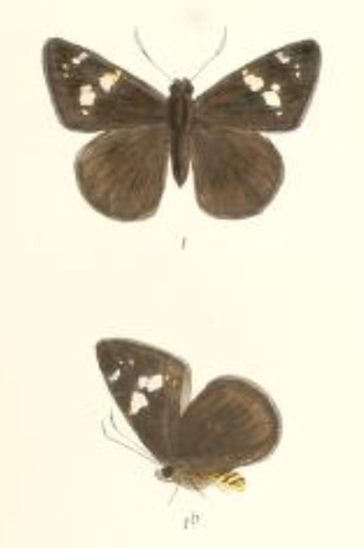 Sri Lanka black flat