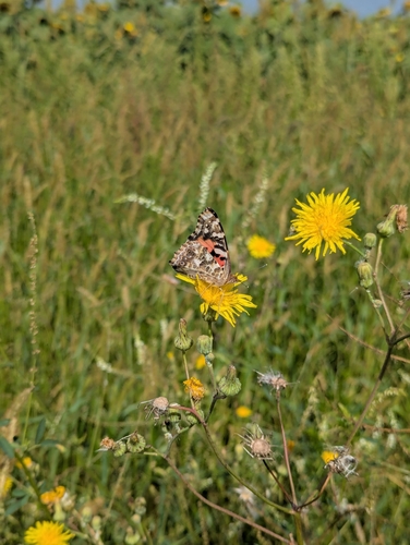Painted Lady