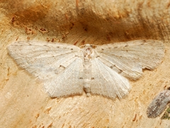 Poecilasthena scoliota