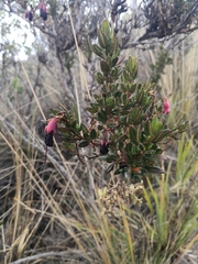 Brachyotum jamesonii