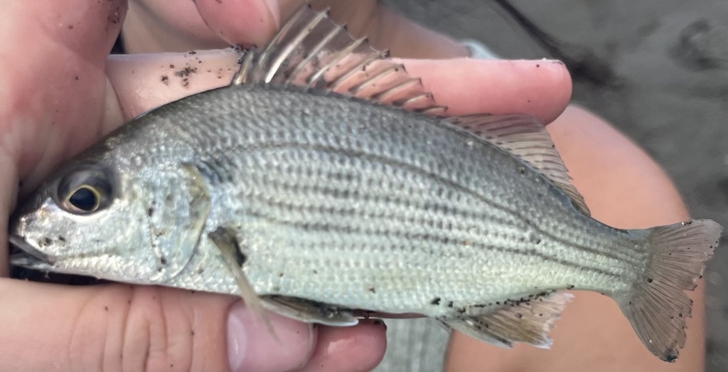 Roughneck Grunt (Haemulopsis corvinaeformis) — Haemulidae