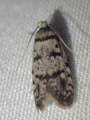 Scatochresis