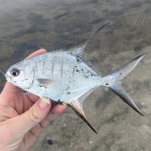 Banner pompano (Trachinotus goodei) — Carangidae — 2