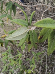 Buddleja incana
