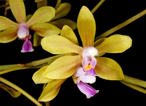 Stobartiana Orchid