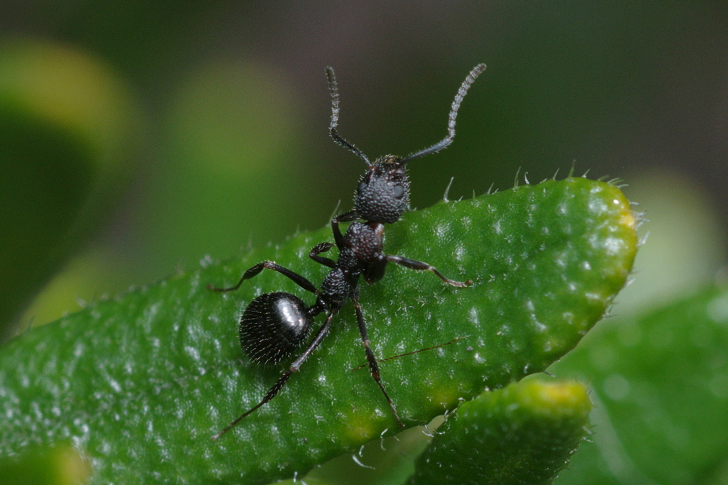 Dolichoderus formosus