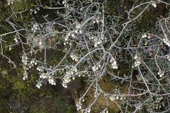 Gaultheria macrostigma