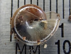 Glyphyalinia