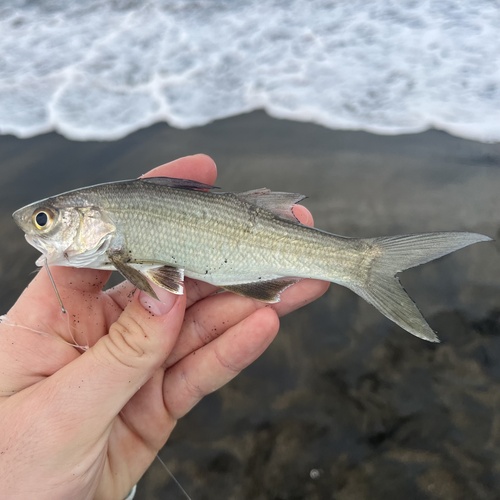 Barbu (Polydactylus virginicus) — Polynemidae