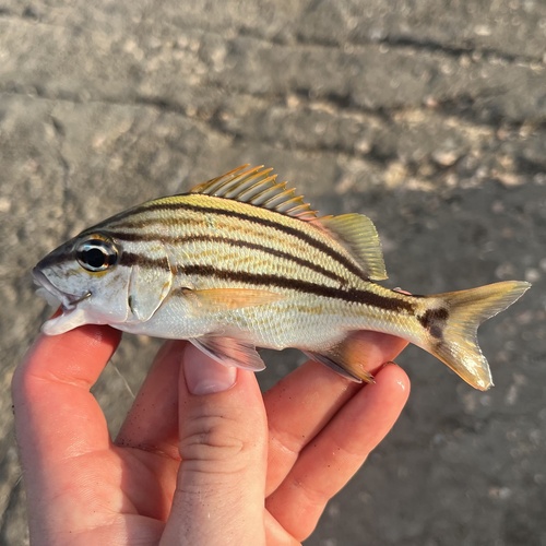 Fus stick grunt (Haemulon macrostomum) — Haemulidae — 2
