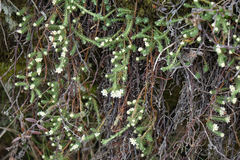 Kelleria laxa