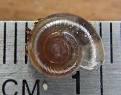 Glyphyalinia