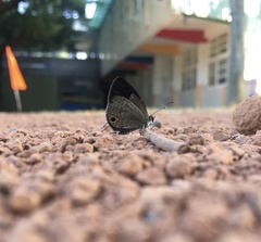 Jamides bochus formosanus