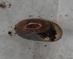 Glyphyalinia