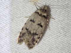 Scatochresis