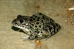 Lithobates areolatus circulosus