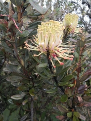 Oreocallis grandiflora