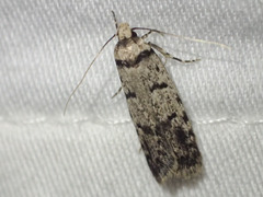 Scatochresis