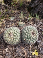 Coryphantha compacta