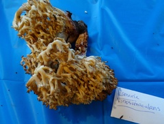 Ramaria vinosimaculans